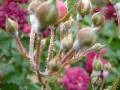 Powdery Mildew Rosebuds